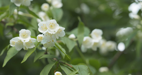 white jasmine flowers in cloudy day