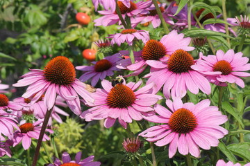 Purple Coneflowers with Bee, growing in a small public flower garden.   