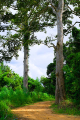 green tree in forest or tree in forest background