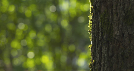 linden tree with blurred background