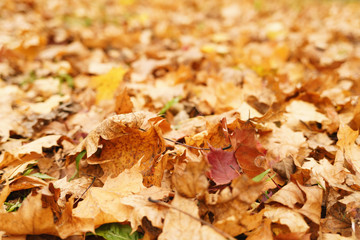 fallen autumn leaves in town park on ground