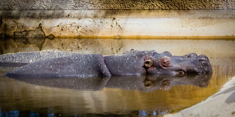 hippopotamus