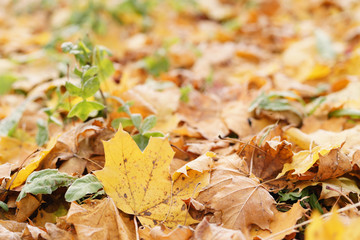 fallen frosted autumn leaves in town park on ground
