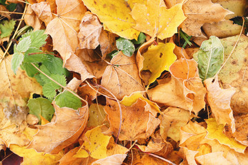 fallen frosted autumn leaves in town park on ground