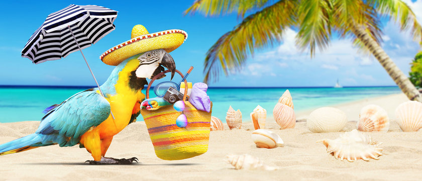 Papagei als Paradiesvogel am Strand - Urlaub Konzept