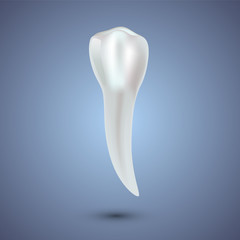 Realistic teeth anatomy illustration.