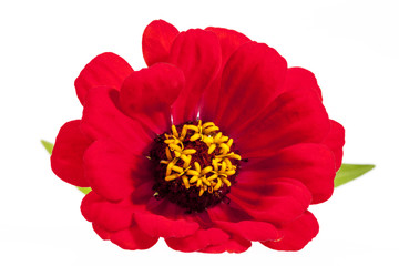 Single flower of red zinnia isolated on white background, close up