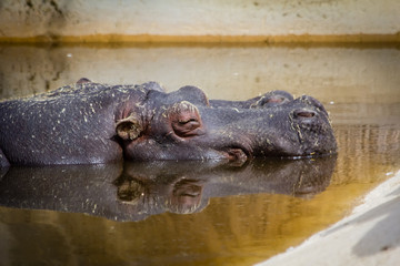 hippopotamus