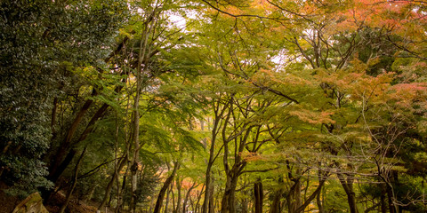 The Green Leaves Turning into the Fall Color at the Yoro Waterfall in Gifu, Japan, November, 2016