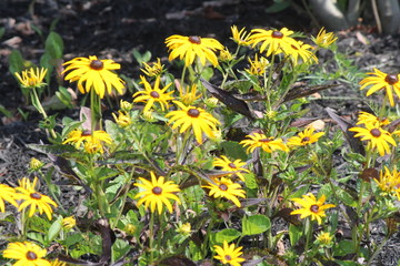 Yellow Coneflowers growing in a small public flower garden.  