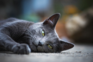 Chat en plein air - outdoor cat