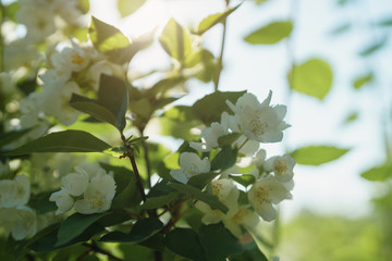 white jasmine flowers in sunny summer evening