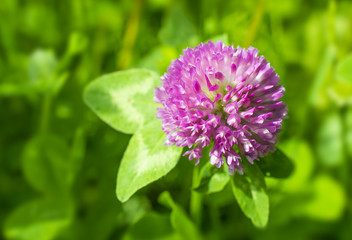 Lonely clover on a bright green summer meadow: view from above
