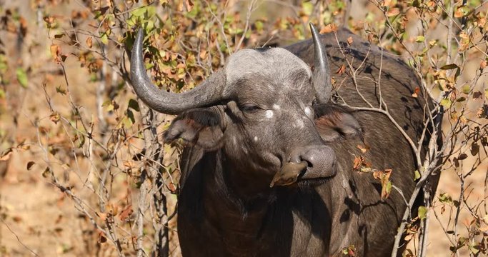 African buffalo (Syncerus caffer) portrait with oxpecker bird, Kruger National Park, South Africa