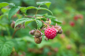Raspberry