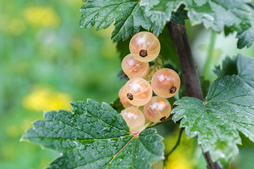 White currant with green leaves