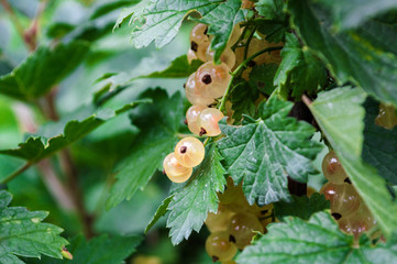 White currant