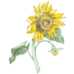 Naklejka premium Illustration in watercolor of a Sunflowers. Floral card with flowers. Botanical illustration.