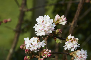 Viburnum bodnantense