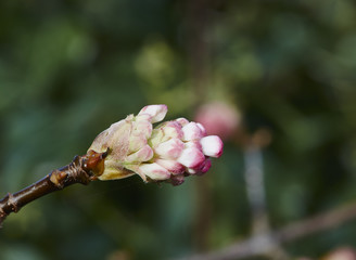 Viburnum bodnantense