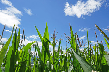 Obraz premium maisfeld im sommer