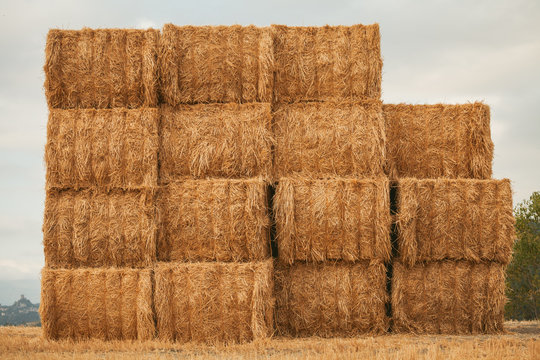 Bal of hay in the field