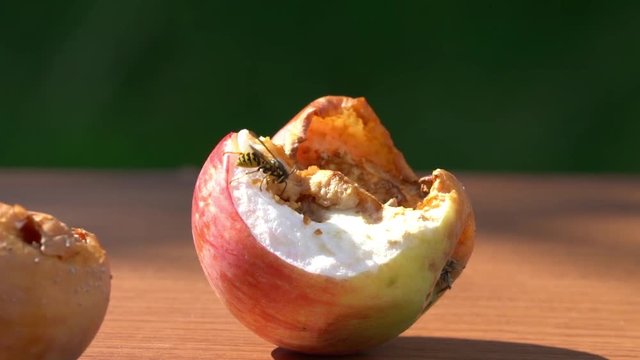 Vespe auf faulem Apfel