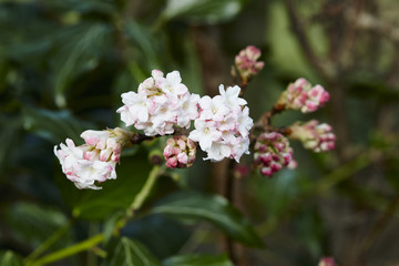 Viburnum bodnantense