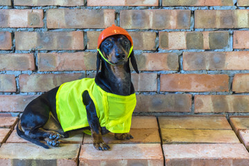 Dog builder dachshund in an orange construction helmet  at the brick wall background