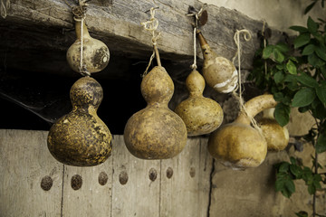 Dried pumpkins placed for decoration