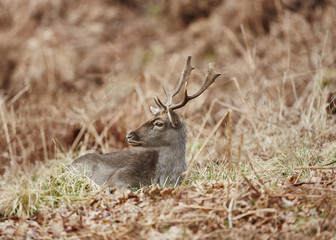 fallow deer