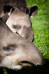 tapir in close-up
