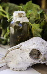 Goat skulls for terrifying decoration