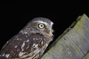 Little Owl