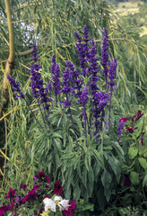 Sauge farineuse, Salvia Farinacea Victoria