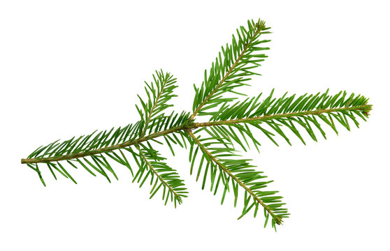 Branch of a fir-tree, isolated on a white background without a shadow. Close-up.