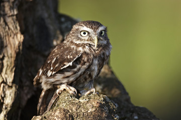 Little Owl