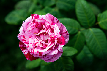 Beautiful Garden Rose in the Garden