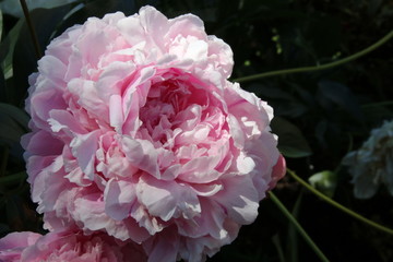 Cultivar herbaceous peony (Paeonia lactiflora 'Sarah Bernhardt') flower in the summer garden
