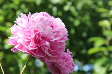 Cultivar herbaceous peony (Paeonia lactiflora 'Sarah Bernhardt') flowers in the summer garden