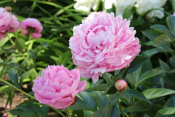 Cultivar herbaceous peony (Paeonia lactiflora 'Sarah Bernhardt') flowers in the summer garden
