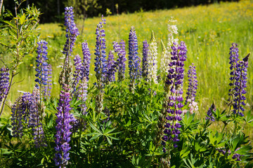 Wild Lupines in Minnesota © Ralf Broskvar