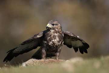 Buzzard