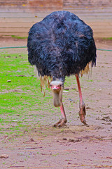 Australian emu close-up