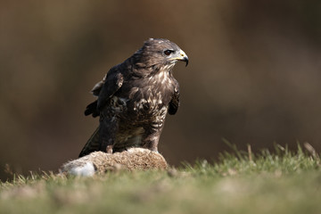 Buzzard