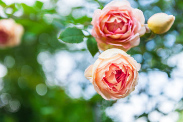 Beautiful Garden Rose in the Garden