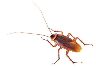 Cockroach isolated on white background