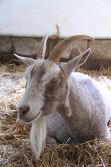 relaxing goat 