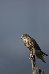 Merlin