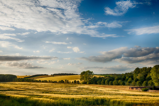 Fields of golden wheat under a sunset rural landscape sky in England